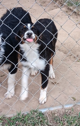 Australian Shepherd Dog puppy for sale + 66666