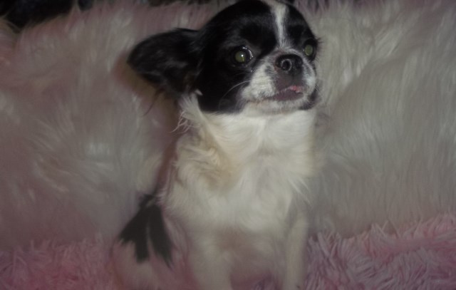 Chihuahua puppy for sale + 66676