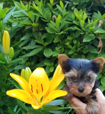 AKC Yorkshire Terrier Micro puppies Available!