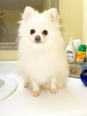 CKC Pomeranian AXEL