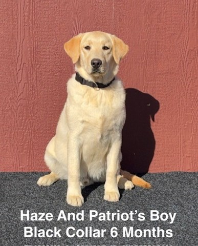 AKC Champagne/Yellow Lab Puppies