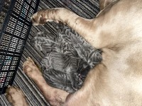 Neapolitan Mastiff thumbnail
