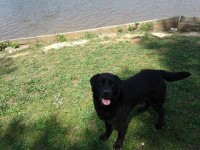 AKC Labrador retriever Labrador Retriever for sale/adoption