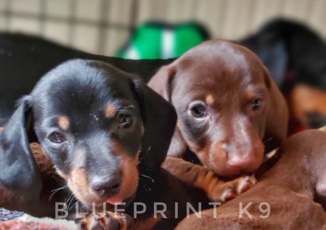 Dachshund PUPPIES AVAILABLE NOW- Quality Champion Health Tested Parents-Missouri