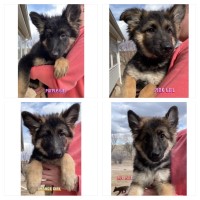 German Shepherd Puppies German Shepherd Dog for sale/adoption