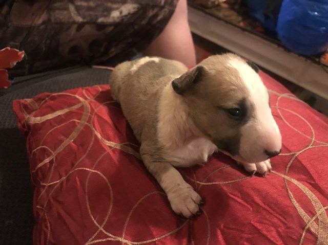 Bull Terrier puppy dog for sale in Elm City, North Carolina