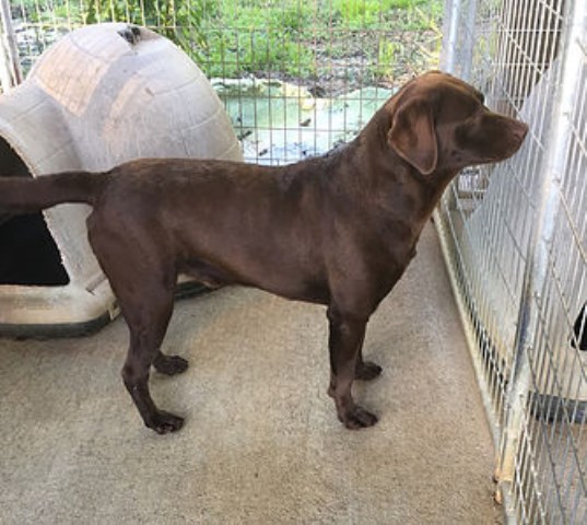 Labrador Retriever puppy for sale + 54036