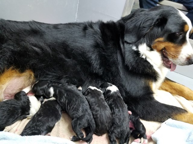 Adorable Black&White Bernedoodle Puppies