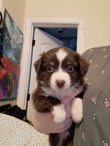 Toy Australian shepherd pups