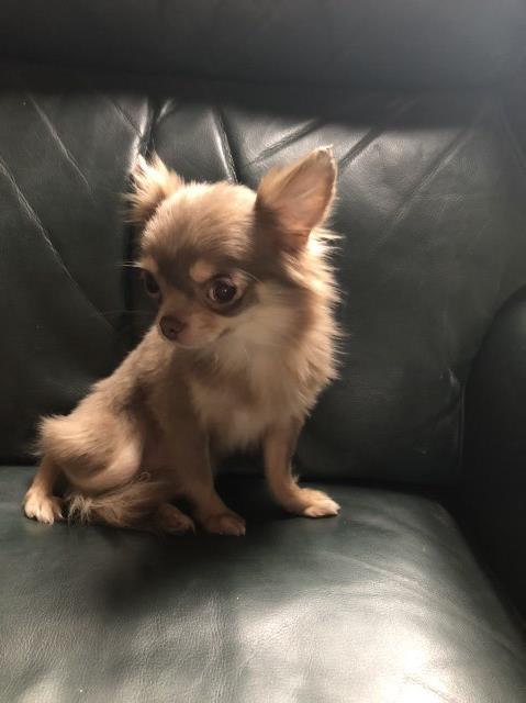 2 1/2 Lb Lavender Apple Head  Female Chihuahua