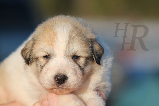 Great Pyrenees Puppies