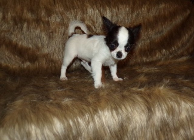 AKC Chihuahua Apple Head Puppies Rose's