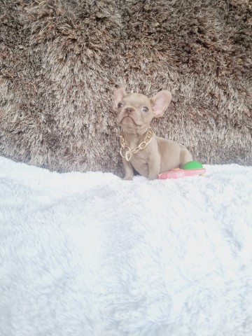 Female French bulldog