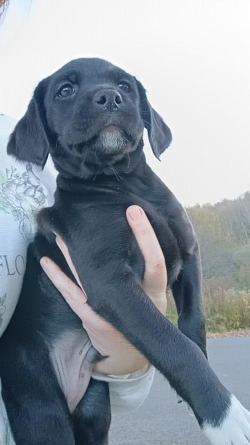 Labrador Retriever puppy for sale + 67280