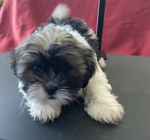 Shih Tzu puppy for sale + 63628