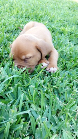 Mastiff puppy for sale + 53372