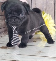 Health Tested PDE Clear Pug Puppies! Pug for sale/adoption