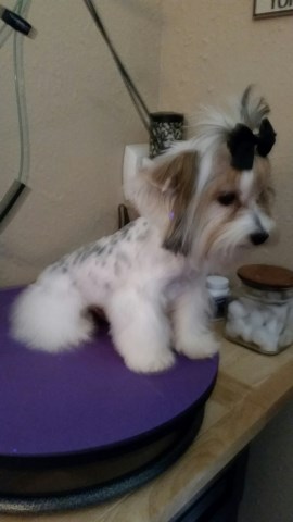 yorkshire terrier puppy dog for sale in cuba missouri