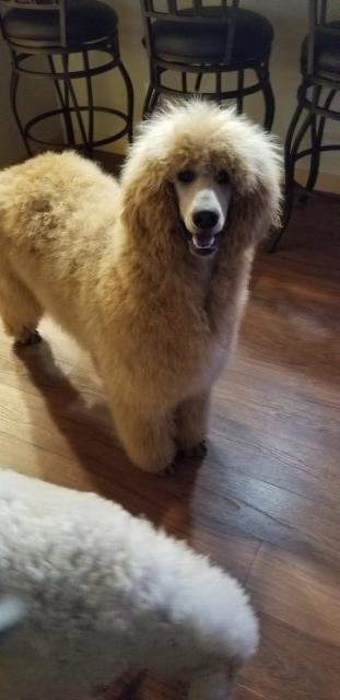 Standard Poodle  / Apricot male