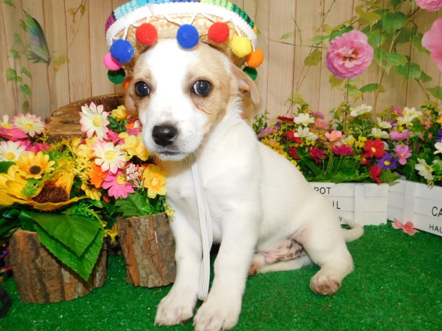 Chicago Sheltie/Jack Russell  Super Fun Loving.