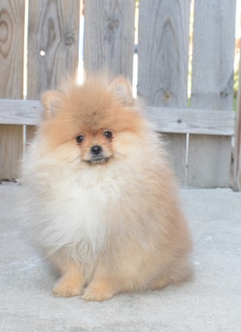 Pomeranian puppy for sale + 60232