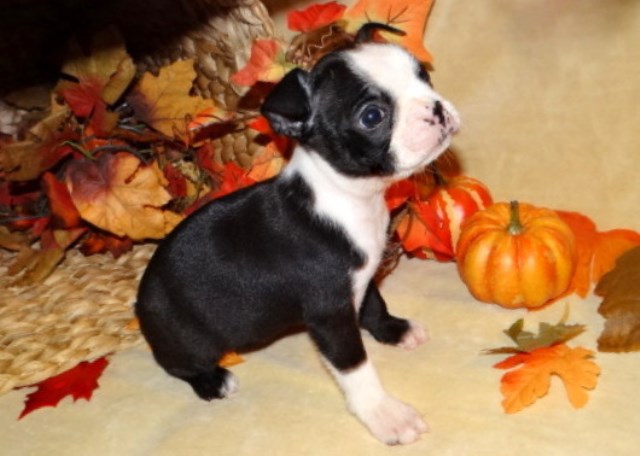 Boston Terrier puppy for sale + 54244