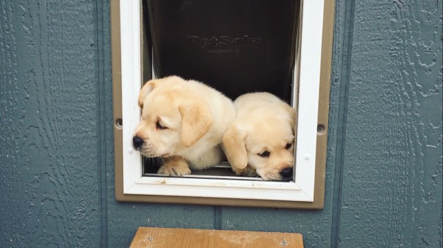 Labrador Retriever puppy for sale + 48054