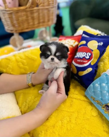 Lovely Chihuahua Puppy For Free
