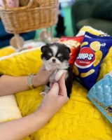 Lovely Chihuahua Puppy For Free Chihuahua for sale/adoption