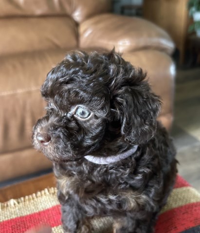 Adorable male Havapoo