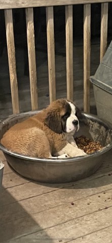 Saint Bernard puppy for sale + 65741