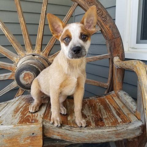 Heeler, Red Male