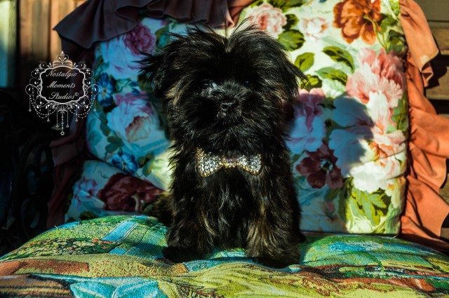 Shihtzu / Maltese Designer male puppy, 'Bugatti'