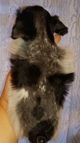 Miniature Schnauzer puppy for sale + 65266