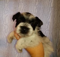Black parti Schnauzers Miniature Schnauzer for sale/adoption
