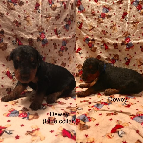 Airedale Terrier puppy for sale + 49721