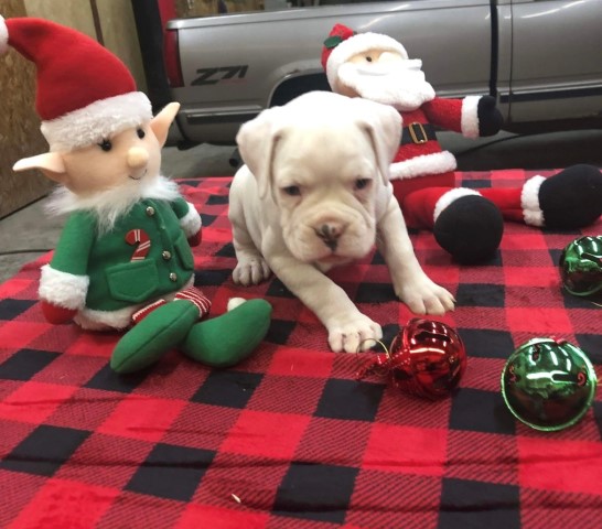Puppies in time for Santa!