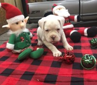 Puppies in time for Santa! Boxer for sale/adoption