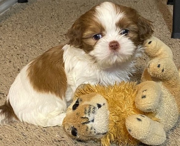 Purebred Shih Tzu puppies