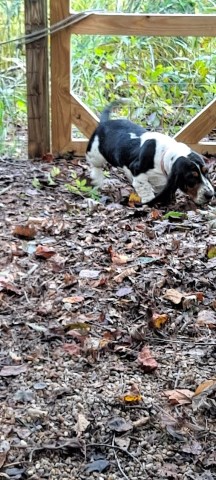 Basset Hound puppy for sale + 65033