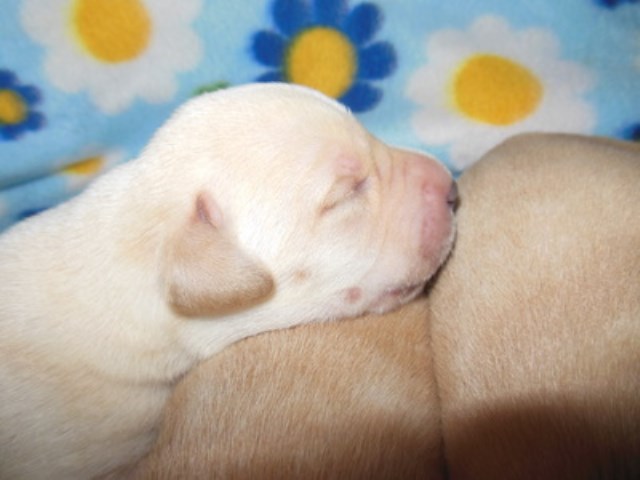 AKC Yello Lab Puppies for Sale