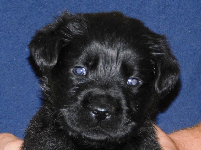 Gorgeous Black Lab Puppy