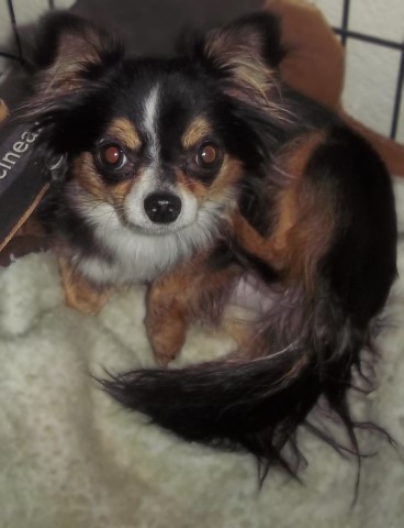 Chihuahua puppy for sale + 65308