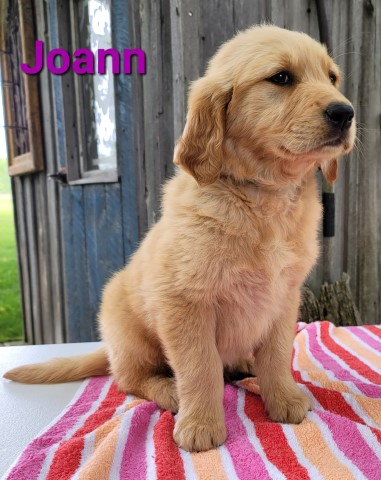 Golden Retriever puppy for sale + 63553