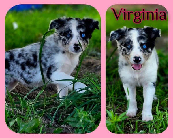 Female Border Collie Puppies For Sale