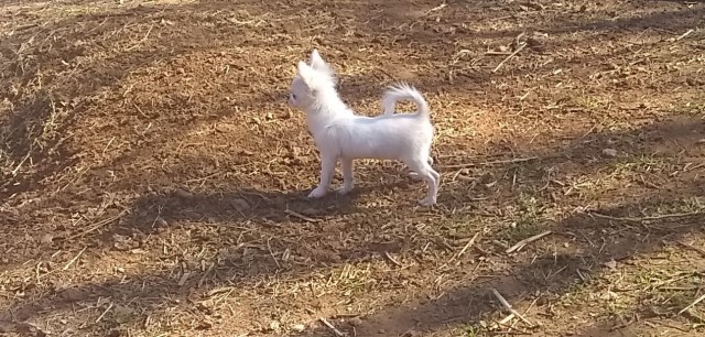 Chihuahua puppy for sale + 65315