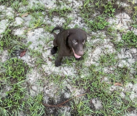 Labrador Retriever puppy for sale + 61755