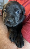 AKC Labrador Retrievers Labrador Retriever for sale/adoption