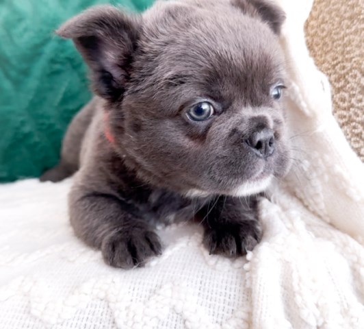 French Bulldog puppy for sale + 66940