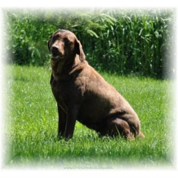 Retired Female Chocolate Labrador, Ryleigh